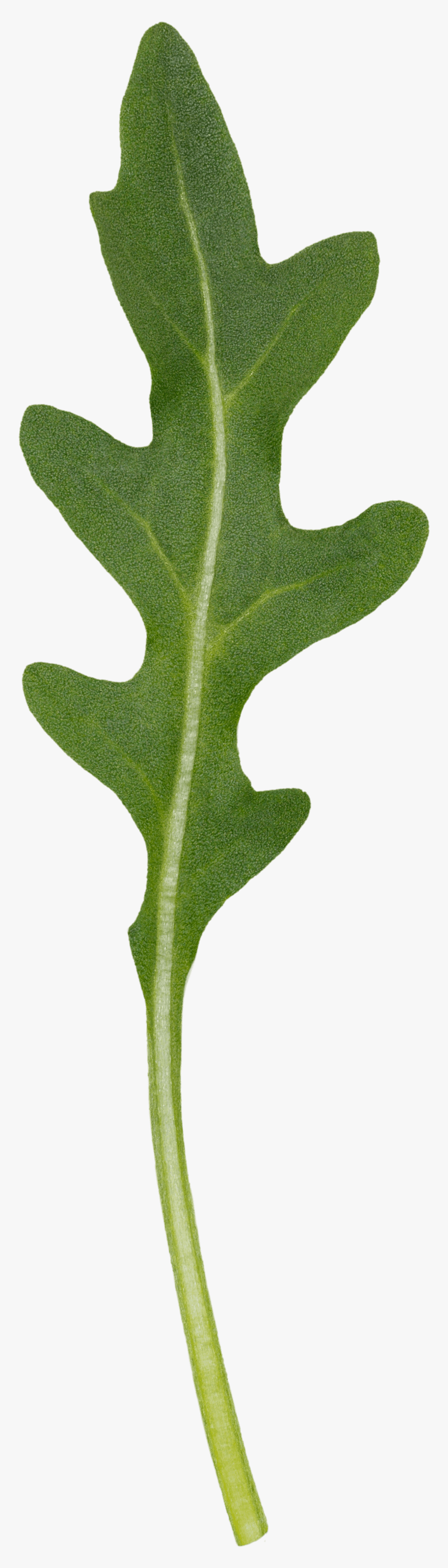 Wild Rocket - Gambel Oak, HD Png Download, Free Download