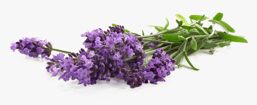 English Lavender, HD Png Download, Free Download