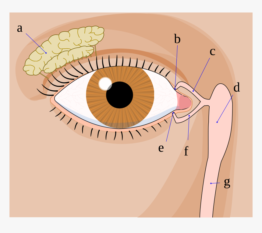 Glandulas Lacrimais, HD Png Download, Free Download