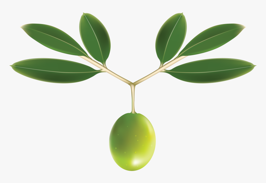 Olive Leaf No Background, HD Png Download, Free Download