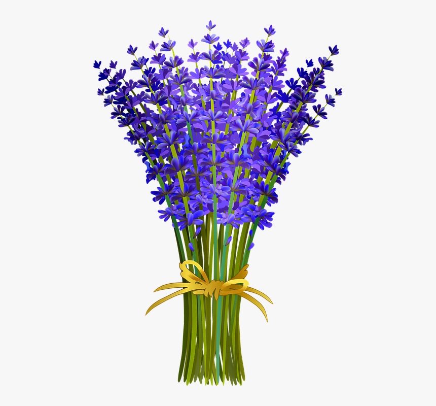 Lavender Bunch, Lavender Of Provence, French Lavender - Lavender Clipart, HD Png Download, Free Download