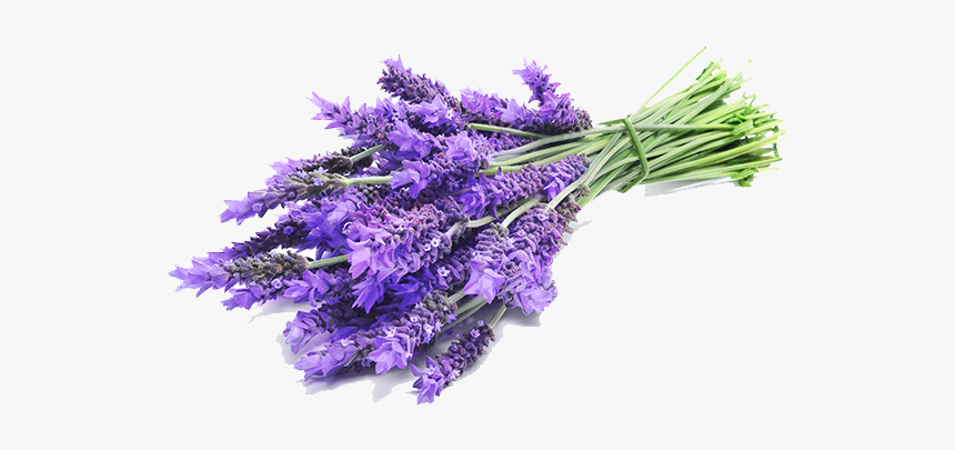 Lavender Angustifolia Nz What Does The Flower Look, HD Png Download, Free Download