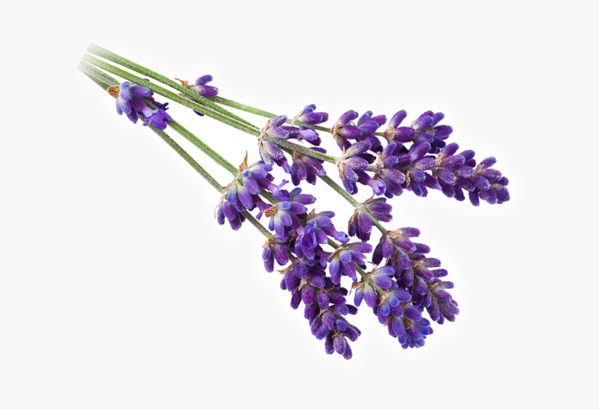 Lavender Png, Transparent Png, Free Download