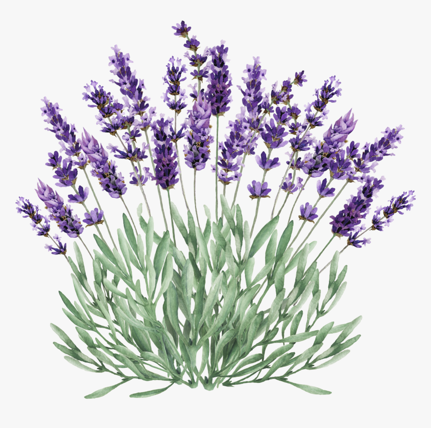 Clip Art Lavender Sprig - Lavender Plant Clip Art, HD Png Download, Free Download
