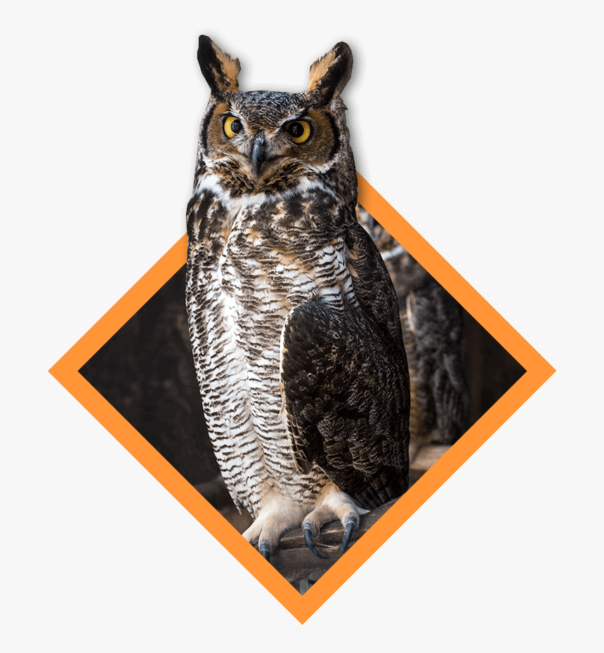 Great Horned Owl, HD Png Download, Free Download