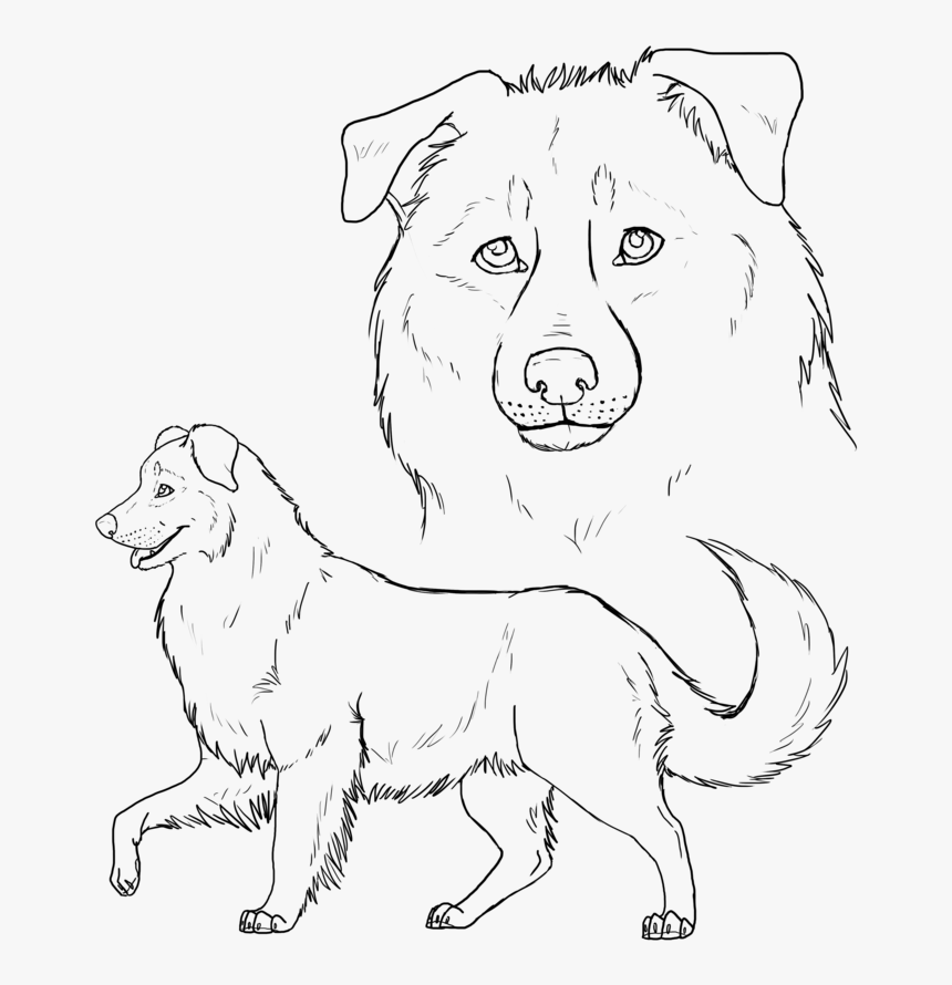 Puppy Australian Shepherd Drawings, HD Png Download, Free Download