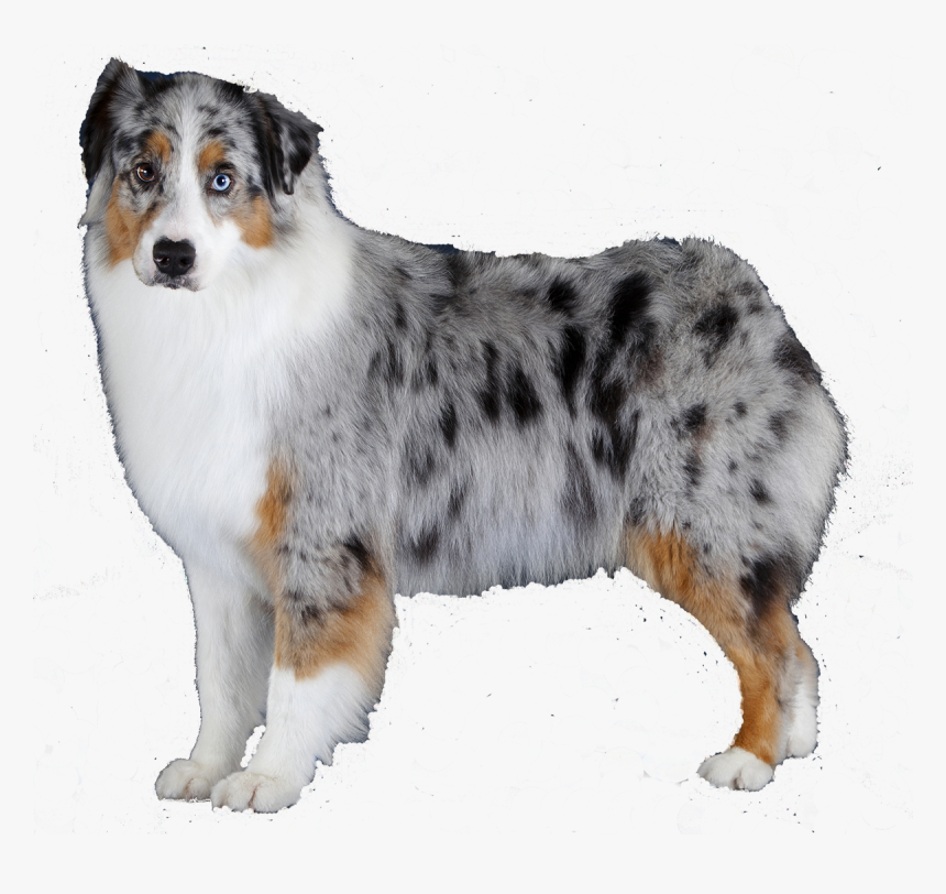 Breed,canidae,australian Dog,working Dog,miniature - Blue Merle Australian Shepherd Colors, HD Png Download, Free Download