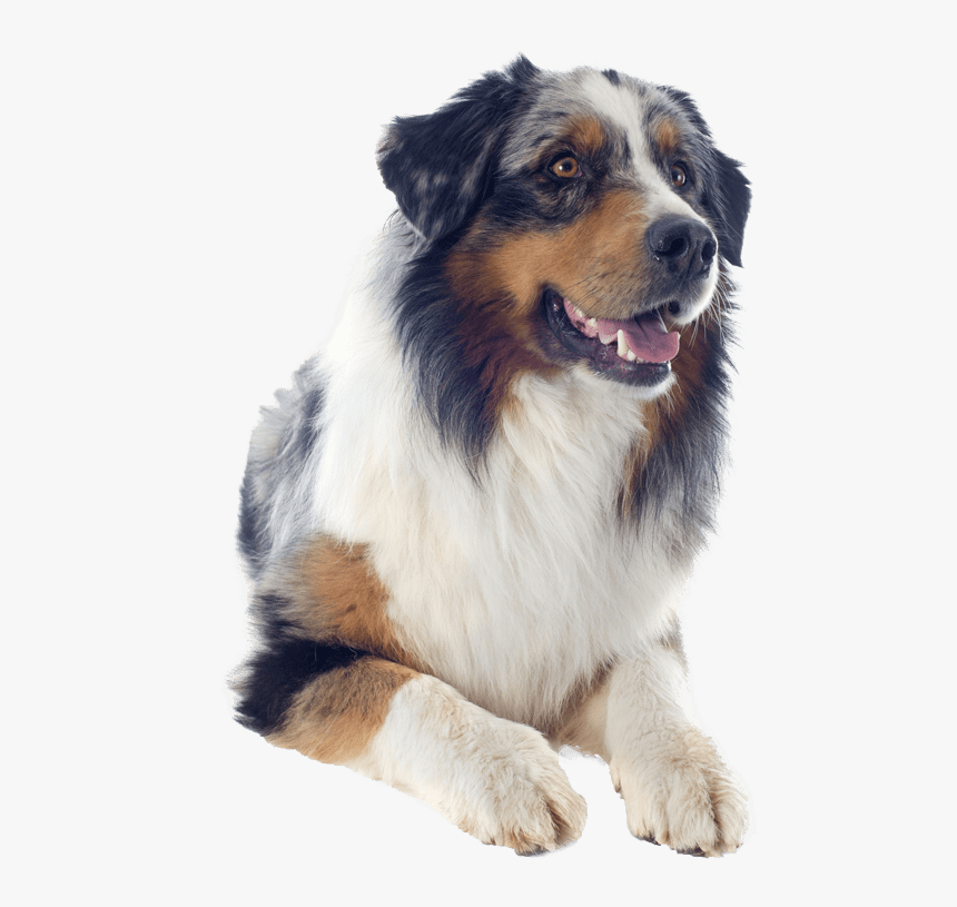 Transparent Shepherd Png - Australian Shepherd Png, Png Download, Free Download