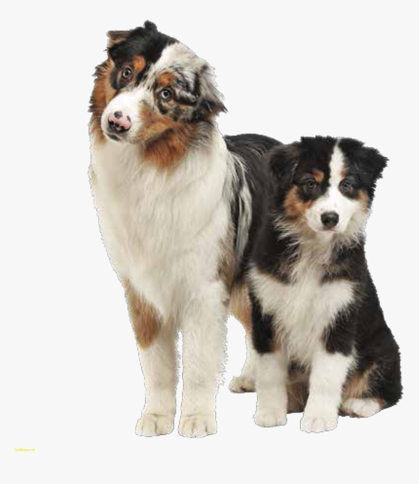 Clip Art Bernese Mountain Dog German - Australian Shepherd German Shepherd Bernese Mountain, HD Png Download, Free Download