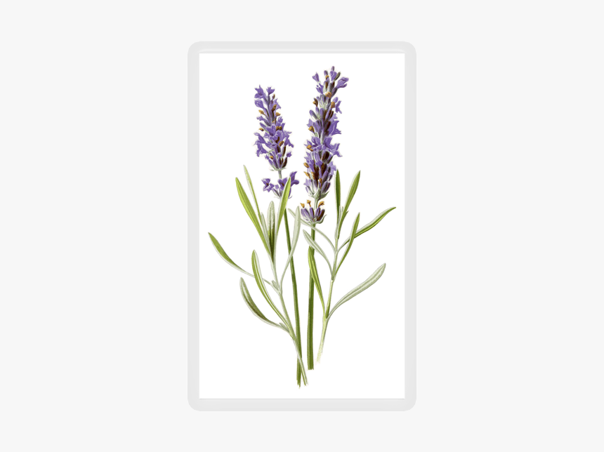 Lavender Botanical Print, HD Png Download, Free Download