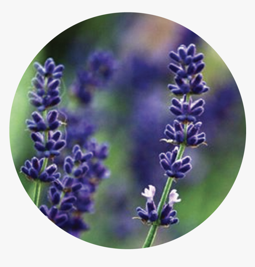 Lavendar Png, Transparent Png, Free Download