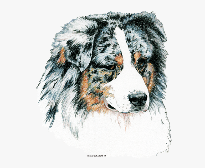 Australian-shepherd - Drawings Of Australion Sheperd, HD Png Download, Free Download