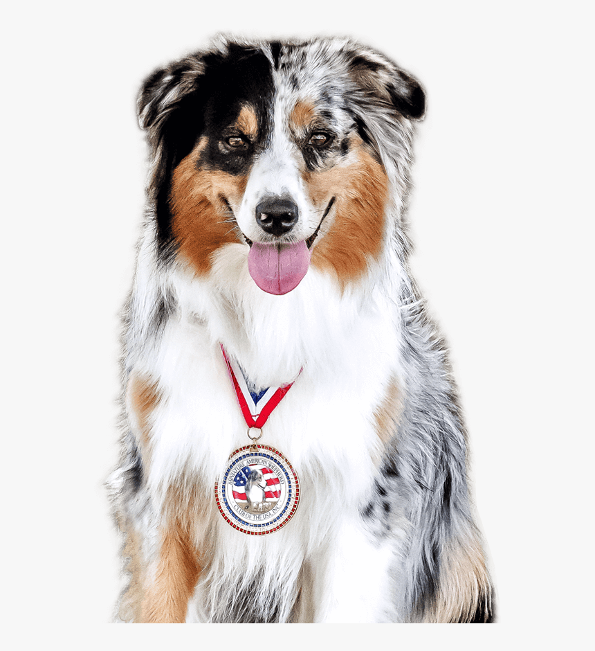 Australian Shepherd, HD Png Download, Free Download