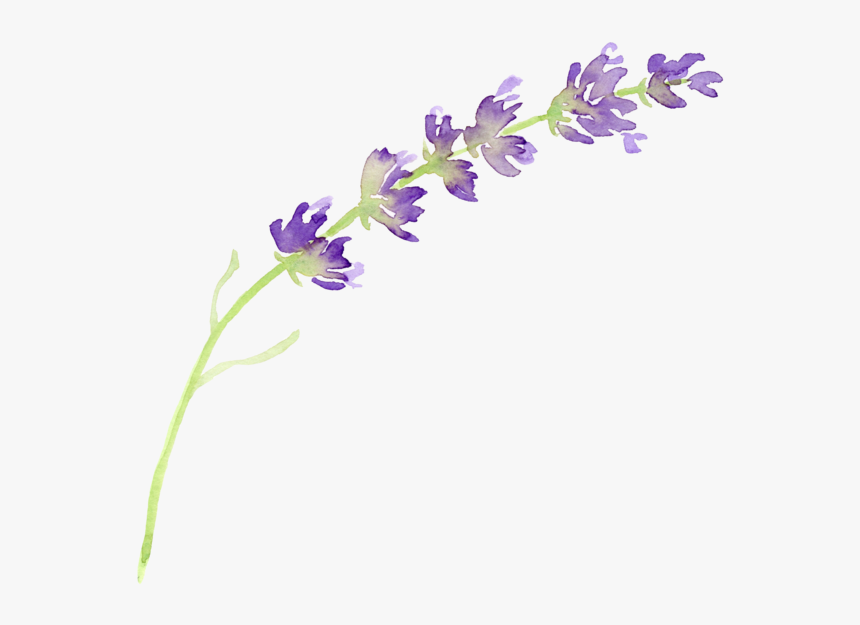 Lavender Purple Flowers Png, Transparent Png, Free Download