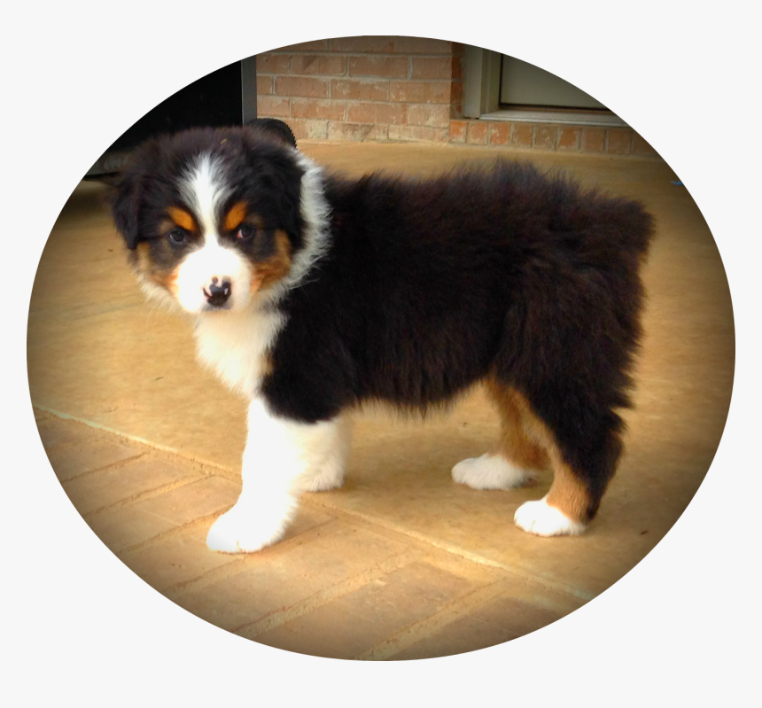 Clip Art Free Download Puppies Transparent Australian - Australian Shepherd Mini Bernese Mountain Dog, HD Png Download, Free Download