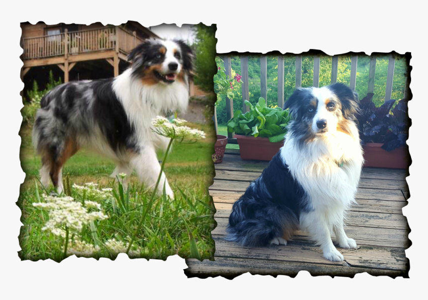 Picture - Australian Shepherd, HD Png Download, Free Download