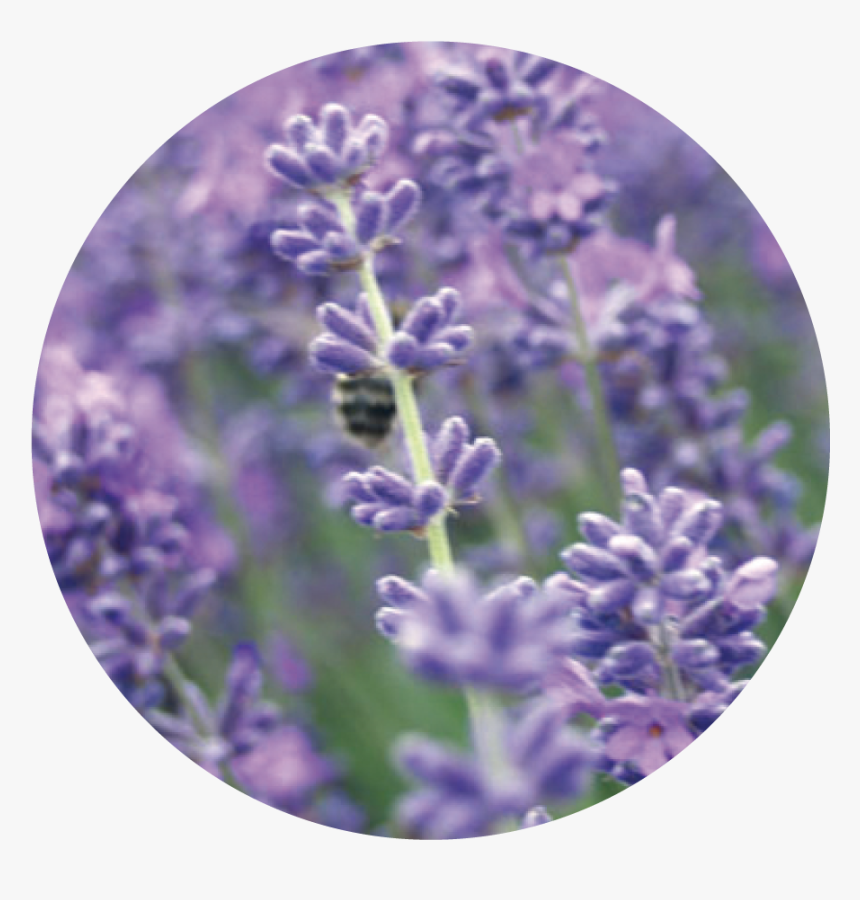 English Lavender, HD Png Download, Free Download