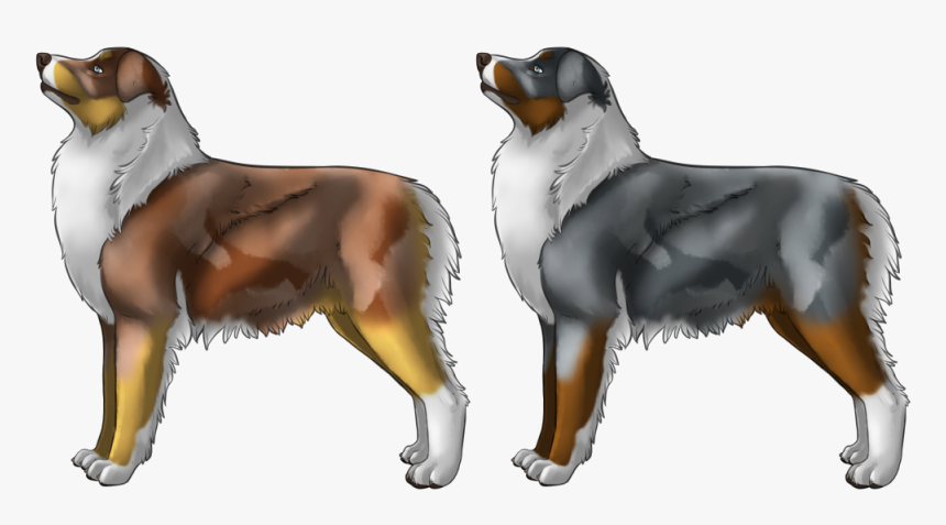 Australian Shepherd - Bernese Mountain Dog, HD Png Download, Free Download