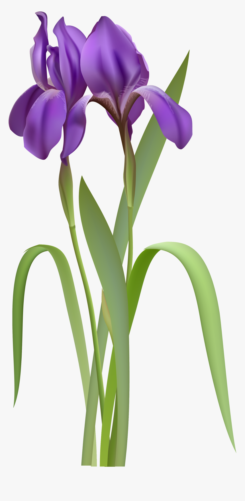 Iris Flower Png- - Purple Iris Flowers, Transparent Png, Free Download