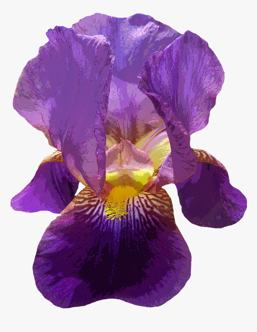 Iris Flower Transparent Background, HD Png Download, Free Download