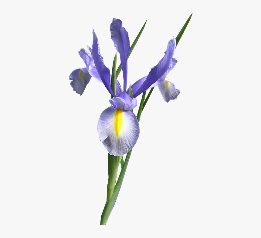 Flower,flowering Plant,plant,algerian Family,cut Flowers,iris,orris - Single Dutch Iris Flower, HD Png Download, Free Download