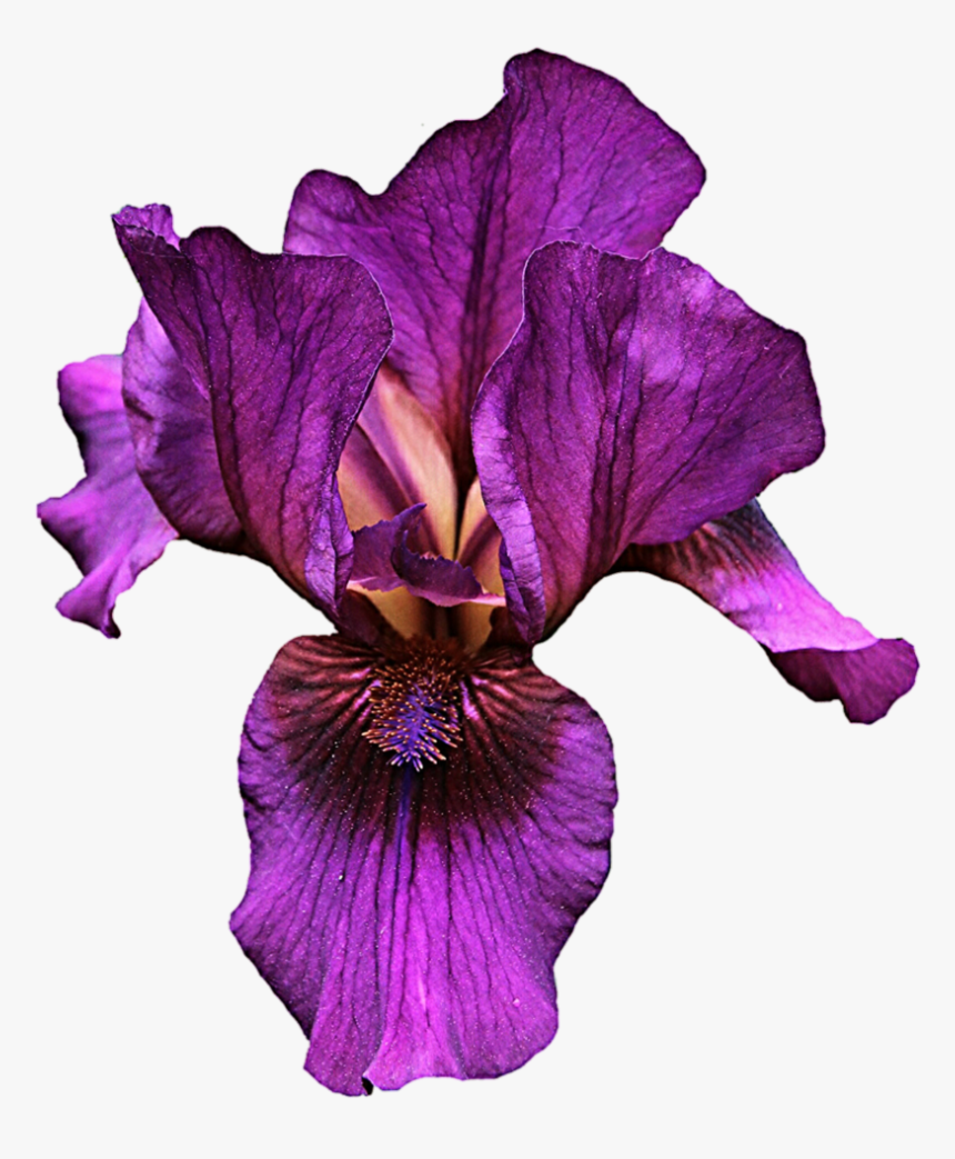 Transparent Background Iris Flower Png, Png Download, Free Download