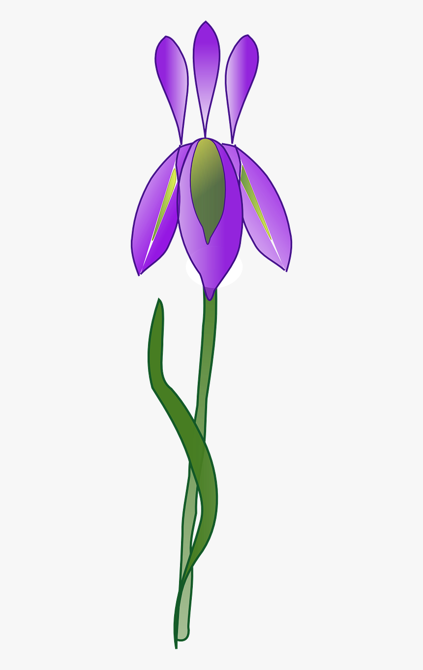 Iris Flower Vector Png, Transparent Png, Free Download