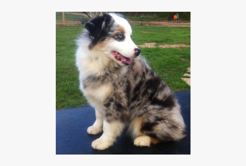 Australian Collie, HD Png Download, Free Download