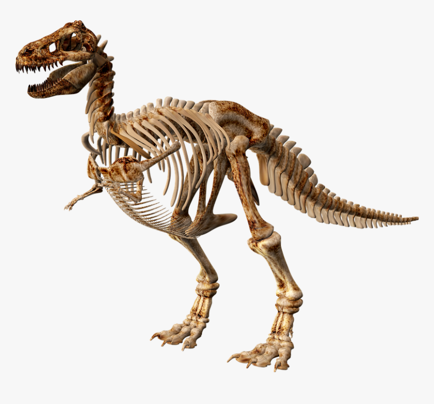 T Rex, Dinosaur, Skeleton, Jurassic, Rex, Ancient - Hình Ảnh Xương Khủng Long, HD Png Download, Free Download