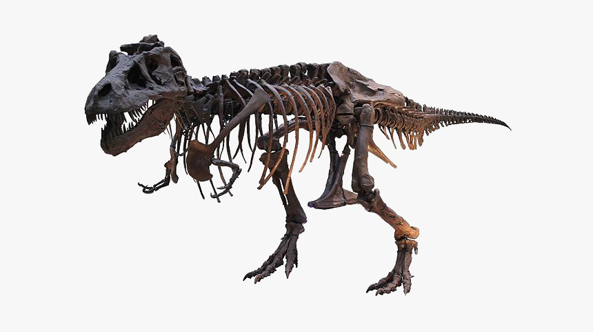 Tyrannosaurus Rex Png Free Download - Field Museum Of Natural History, Transparent Png, Free Download