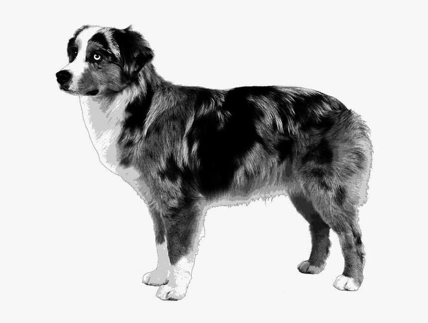 Miniature/mas-type Australian Shepherd - Australian Collie, HD Png Download, Free Download