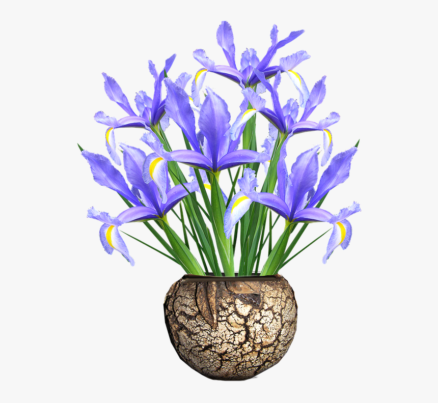 Dutch Iris, Blue, Flowers, Vase - Vase Flower Png, Transparent Png, Free Download
