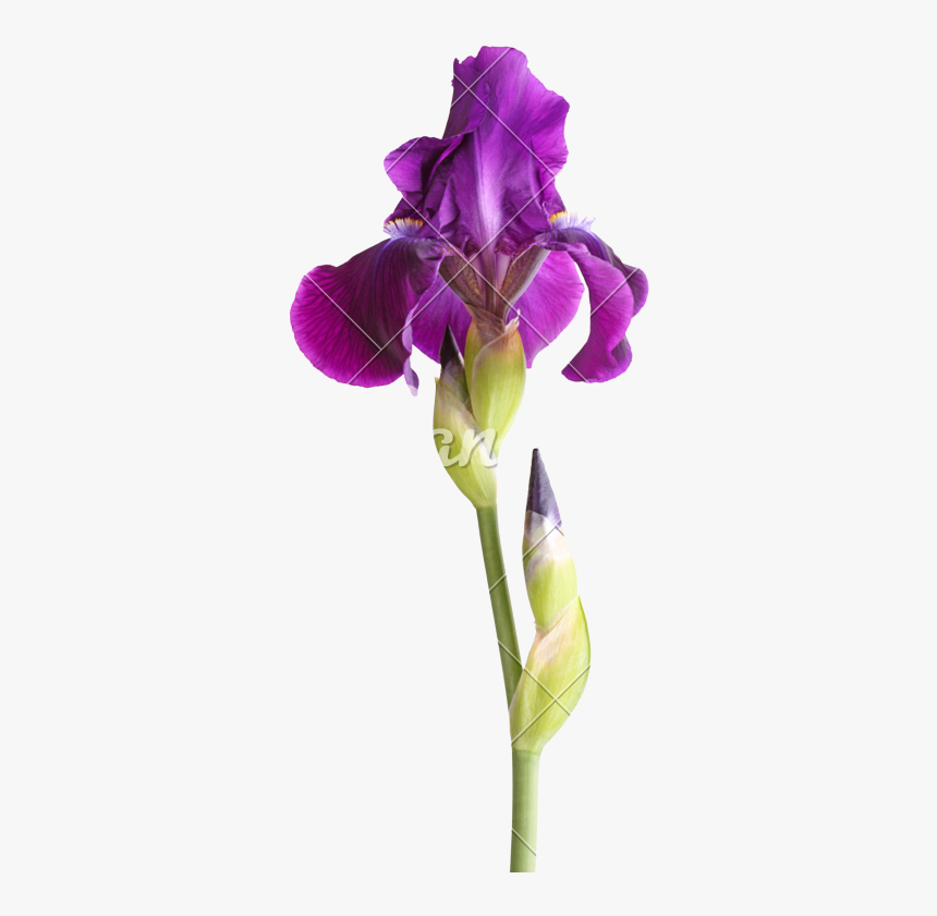 Sweet-peas - Iris Germanica German Iris, HD Png Download, Free Download