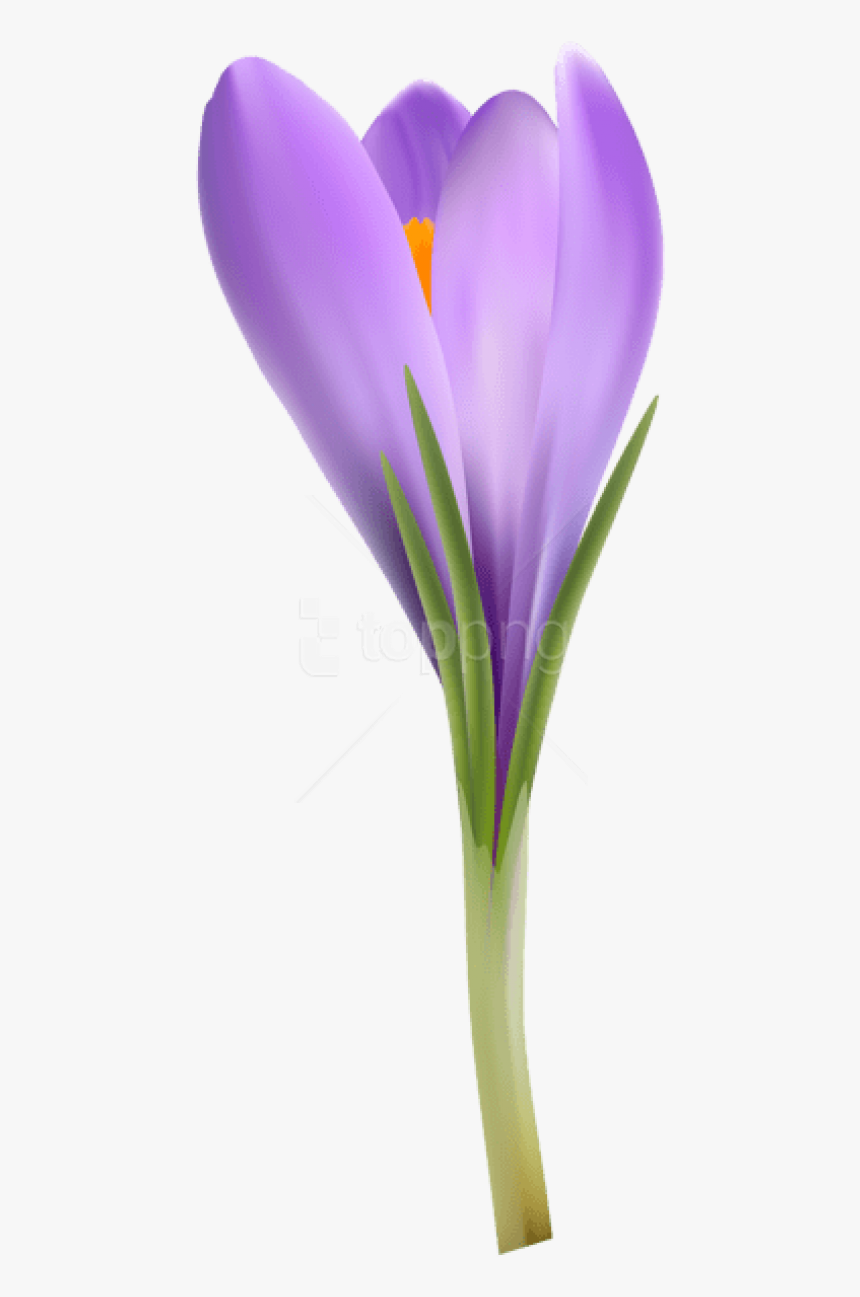 Flowering Glory,iris,iris Family - Snow Crocus, HD Png Download, Free Download