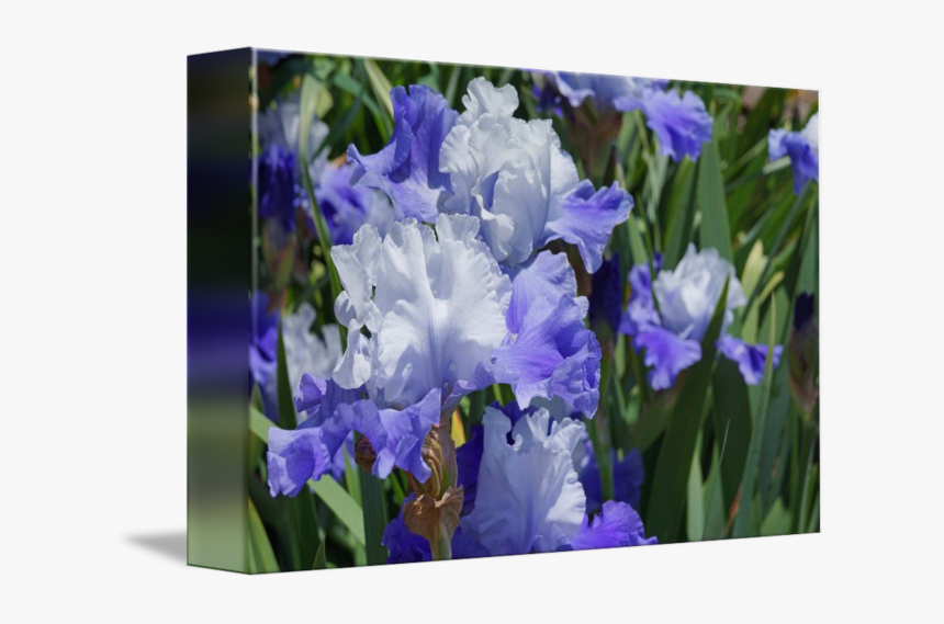 Clip Art Flowers Art Prints Iris - Iris, HD Png Download, Free Download