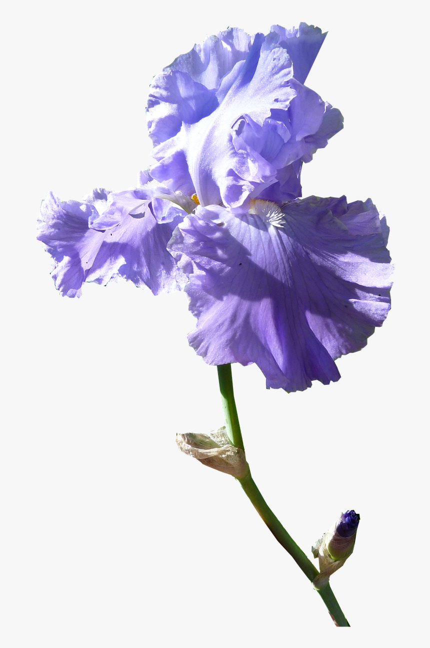 Iris Flower Dark Mauve Free Picture - Purple Iris Flower Png, Transparent Png, Free Download