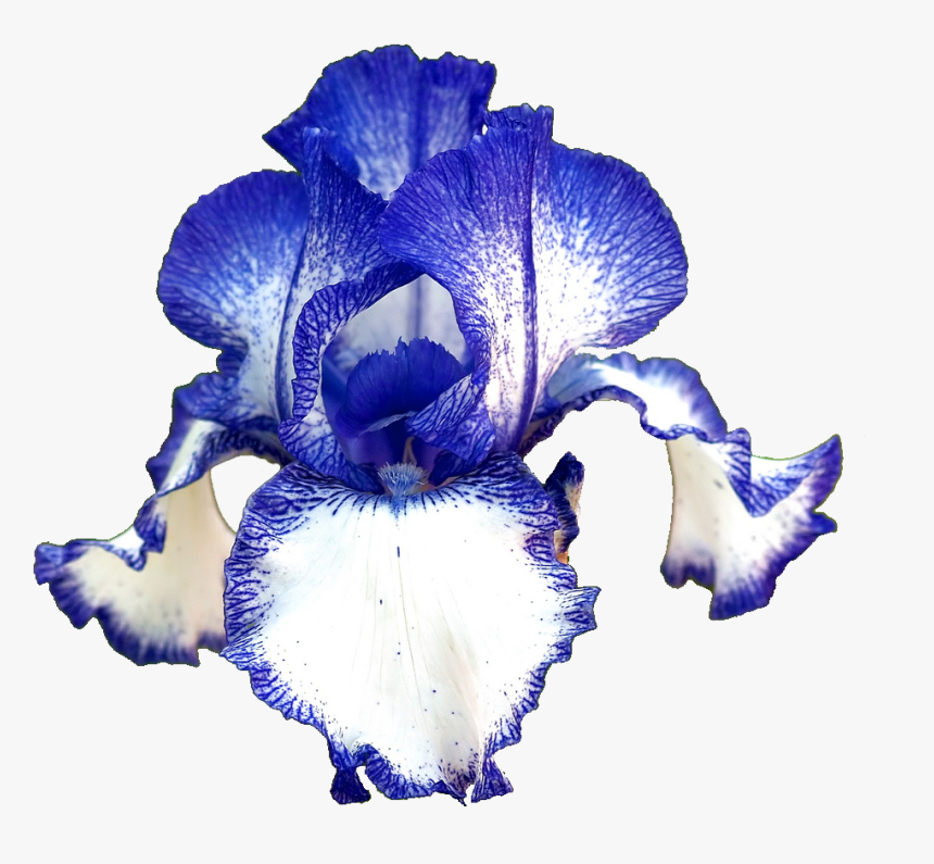 Transparent Iris Flower Png - Blue Iris Flower Transparent Background, Png Download, Free Download