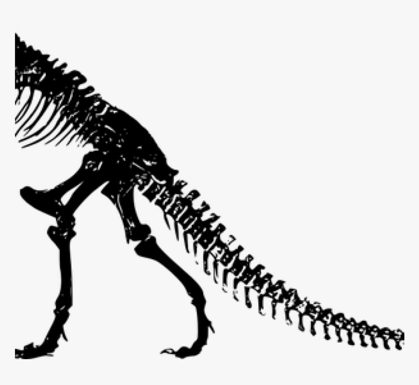 Dinosaur Skeleton Clip Art 386 Dinosaur Skeleton Clip - Jurassic Park T Rex Skeleton, HD Png Download, Free Download