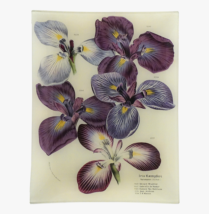 Iris Versicolor, HD Png Download, Free Download