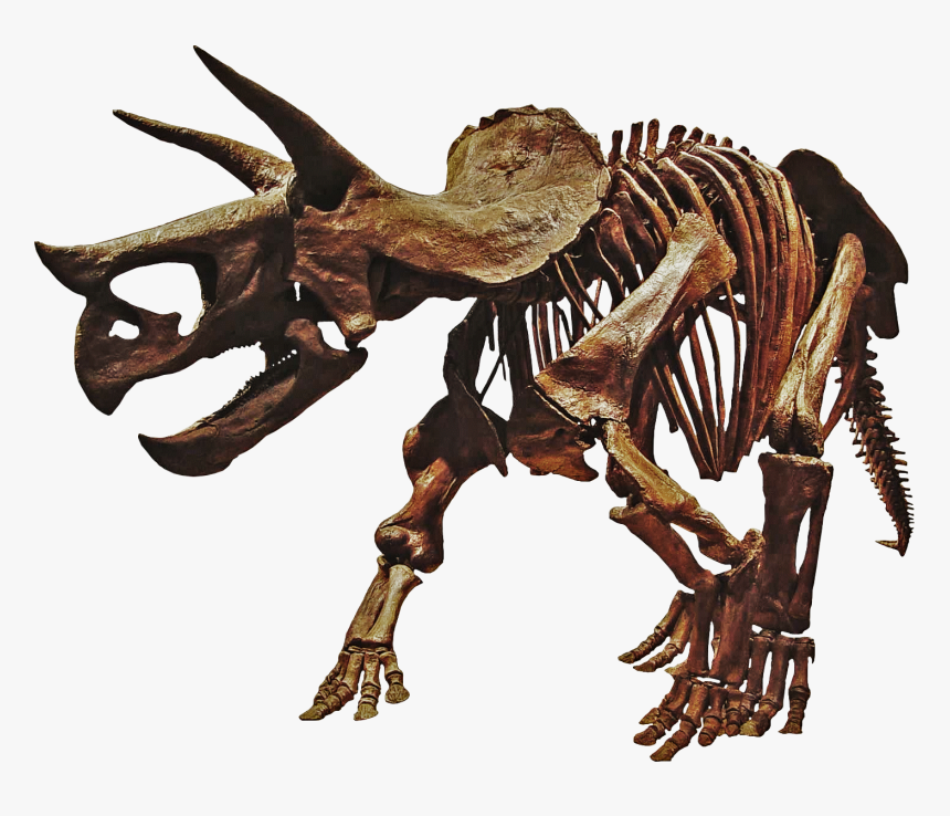 Dinosaurs Skeleton Triceratops Transparent, HD Png Download, Free Download
