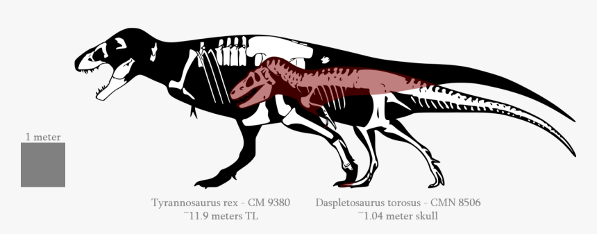 A Theory On The Evolution Of Tyrannosaurus Rex - T Rex Amnh 5027, HD Png Download, Free Download
