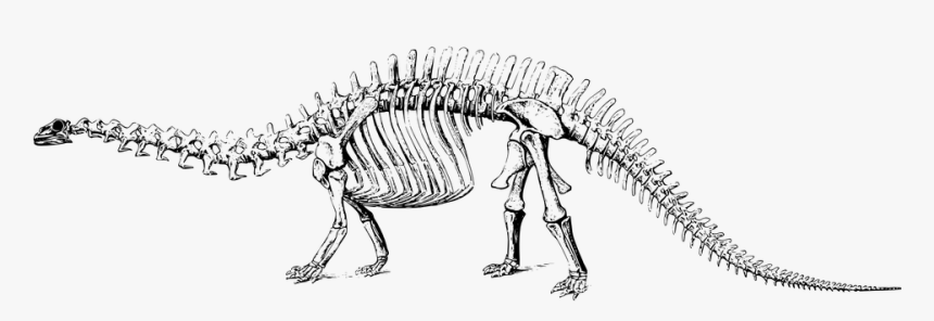 Dinosaur Skelet - Dinosaur Skeleton Transparent, HD Png Download, Free Download