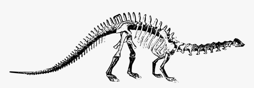 Brontosaurus Skeleton Clip Art, HD Png Download, Free Download