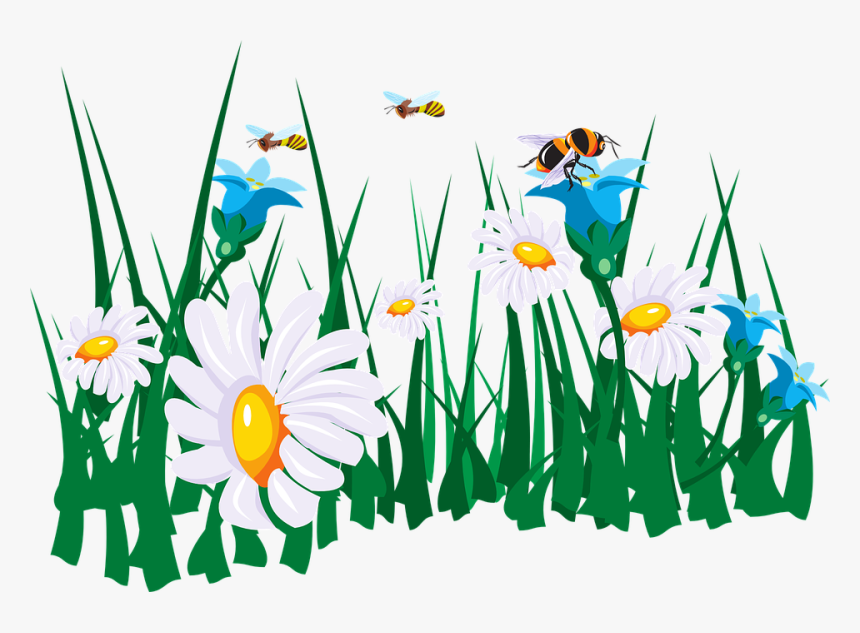 Flowers, Bees, Garden, Green, Grass, White, Daisy - Bees And Flowers Clipart, HD Png Download, Free Download