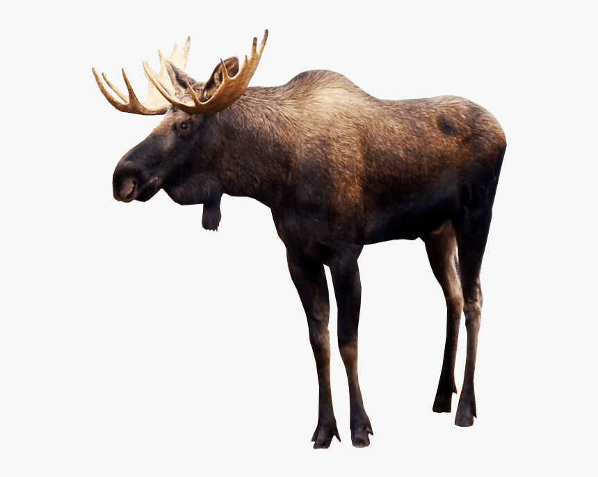 Moose Png Image Transparent Background - Moose Png, Png Download, Free Download