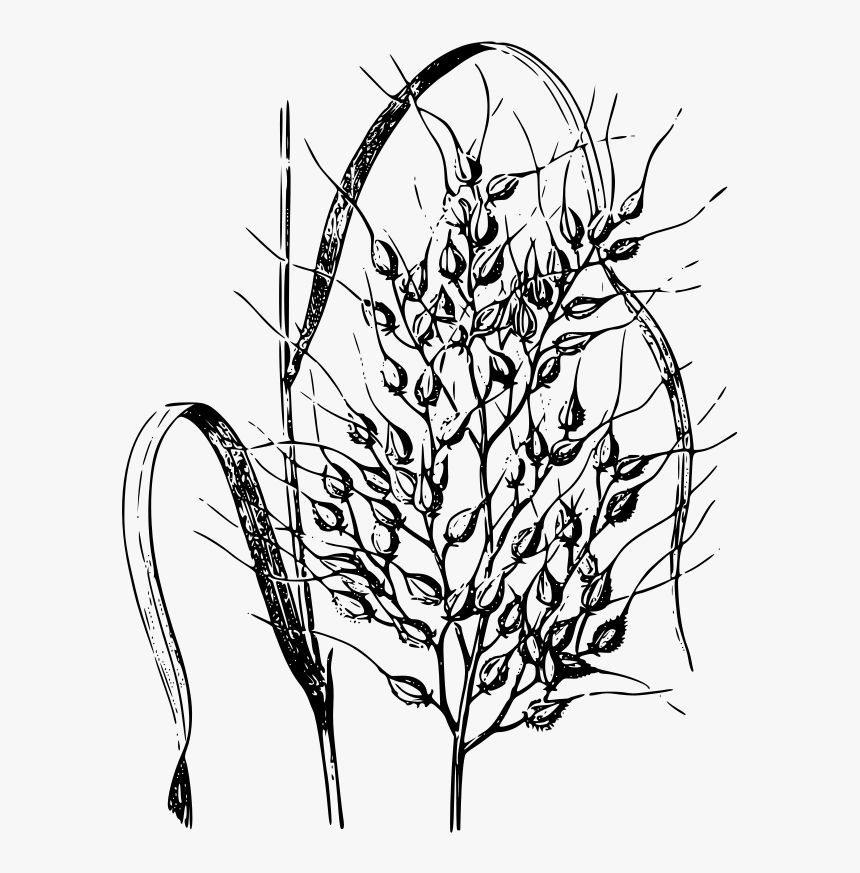 Wild Rice Plant Drawing, HD Png Download, Free Download