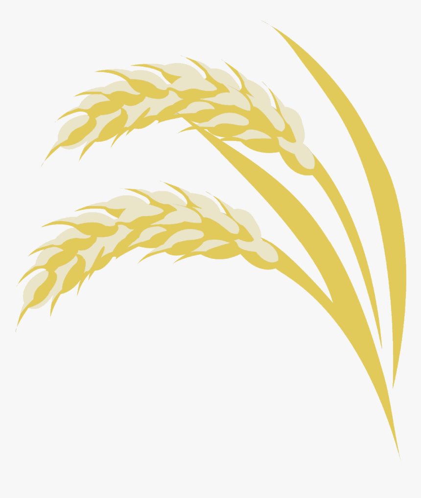 Transparent Rice Plant Png - Hd Images Of Rice Plant, Png Download, Free Download