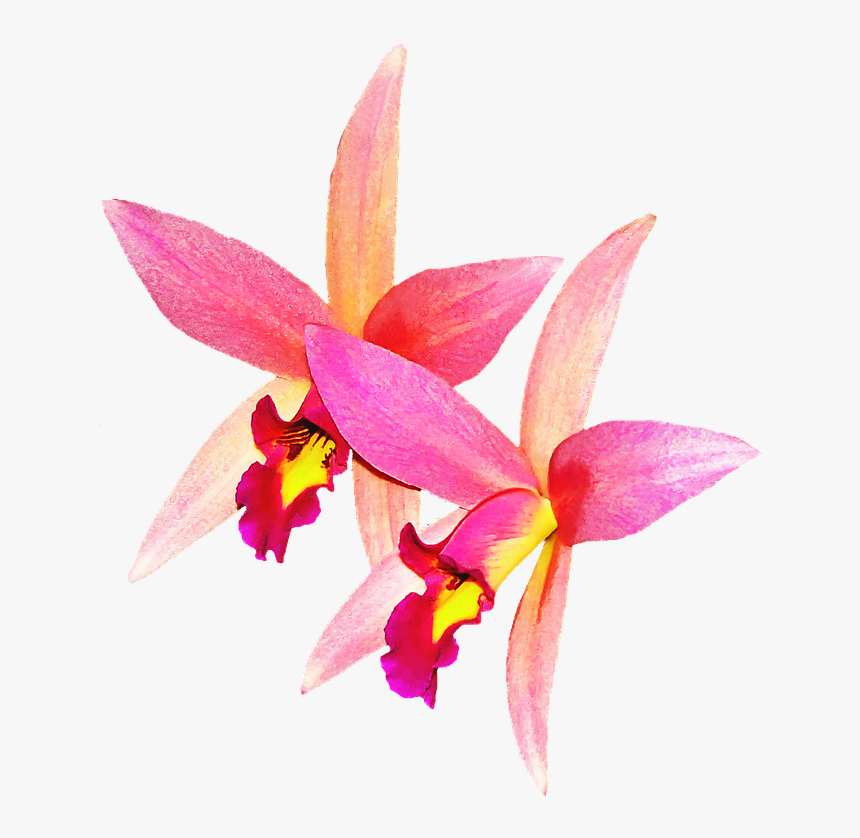 Orchid Flower Long Png, Transparent Png, Free Download