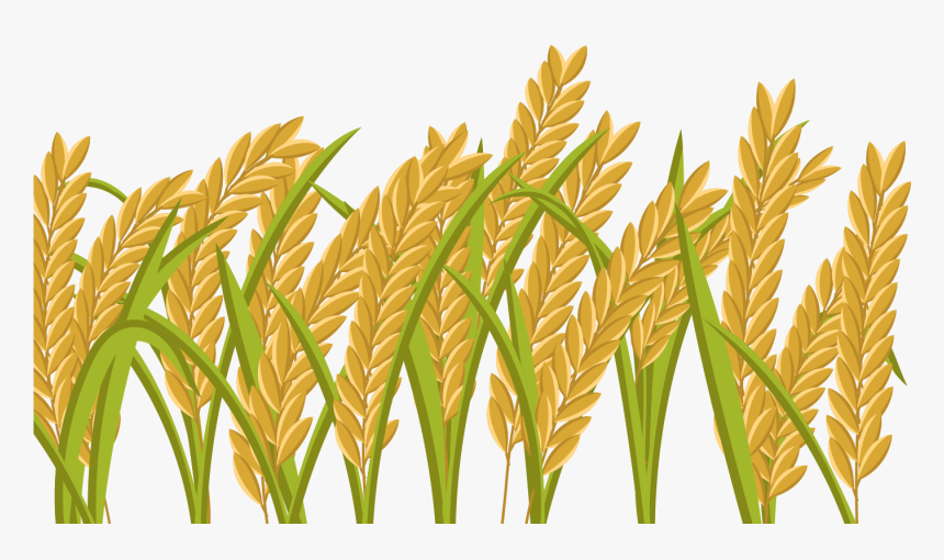 Transparent Wheat Grain Clipart - Rice Field Png, Png Download, Free Download