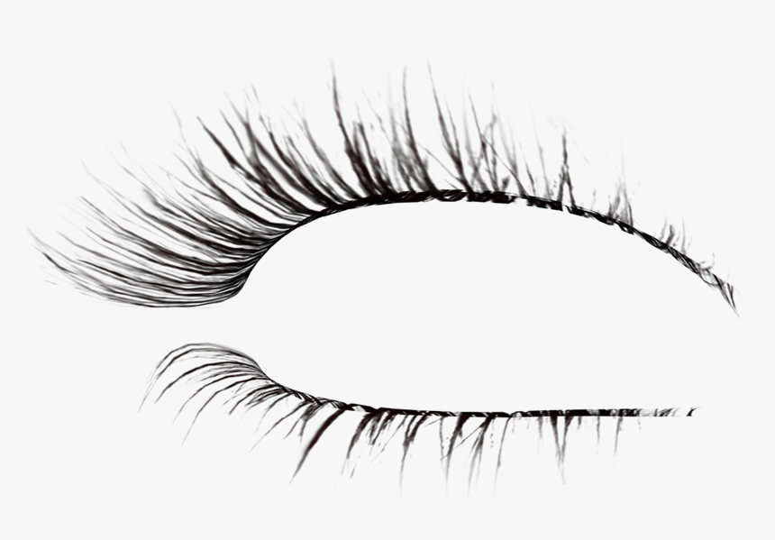 Eyelash Extensions Brush Drawing - Eyelashes Transparent Background, HD Png Download, Free Download